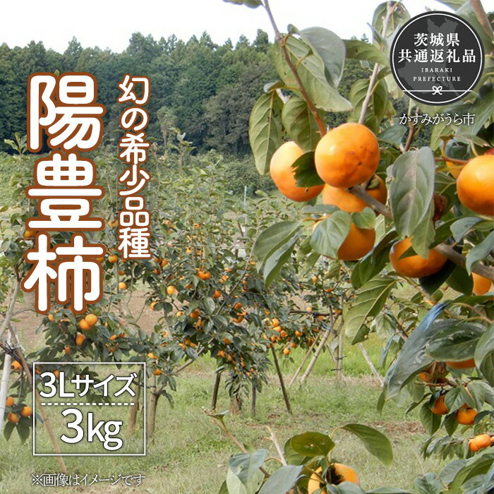 【ふるさと納税】【2025年先行予約】 ＼大玉秀品／有機肥料を中心に栽培された幻の高級柿「陽豊柿」3kg（10～12玉）朝どり産地直送（茨城県共通返礼品・かすみがうら市産）