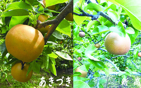 【旬をお届け】おまかせ梨ミックス３～４品種（約３kg）【1244】