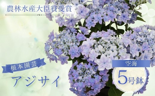 【先行予約】【数量限定】アジサイ 空海(ブルー系) 5号鉢 | 花 お花 あじさい 紫陽花 ブルー 青 5号 花ギフト フラワーギフト 鉢花 鉢植え ギフト プレゼント 贈答 農林水産大臣賞受賞 根本園芸 アジサイ あじさい 紫陽花 aj001-af