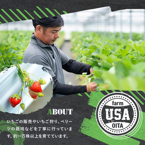 ＜2026年1月上旬～4月下旬の間に発送予定＞いちご(計約2.4kg・200g×12P)苺 イチゴ フルーツ 果物 くだもの 果実 ベリーツ【117900300】【Farm U.S.A.】