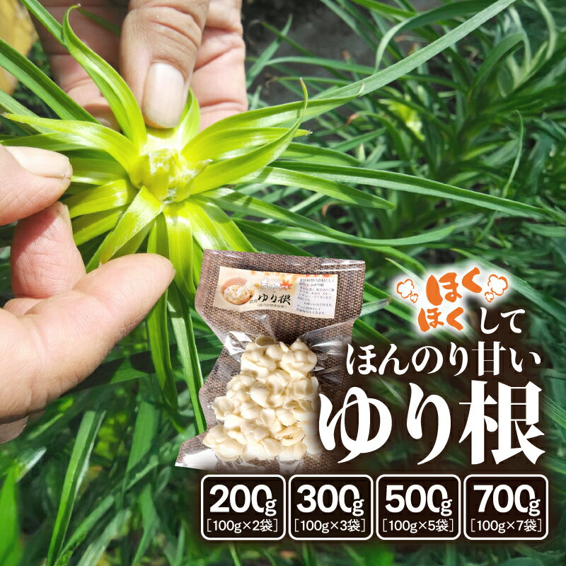 【ふるさと納税】＜選べる容量＞ ほくほくしてほんのり甘い ゆり根 200g ～ 700g ゆり根 野菜 やさい 根菜 茶碗蒸し 炊き込みご飯 サラダ 天ぷら 栄養豊富 冷凍保存可能 ほくほく あまい 食用 もみじファーム 鹿児島 鹿屋市 おすすめ ランキング プレゼント ギフト
