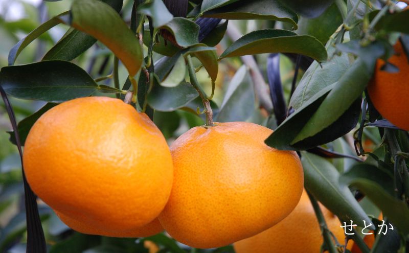 【2027年2月より順次発送】 後藤みかん農園 柑橘詰合せ （せとか・不知火 各3個）ハウス栽培 果物 くだもの 旬のフルーツ 旬の果物 季節のフルーツ 季節の果物 柑橘 柑橘類 静岡 浜松市