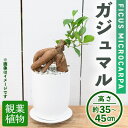 【ふるさと納税】＜観葉植物＞ガジュマル(4号) (陶器鉢・受け皿付) 観葉植物 植物 インテリア 開店祝い 移転祝い おしゃれ 室内 ギフト プレゼント オフィス 陶器鉢 受け皿 玄関 小型 個性【m24-10】【アイエヌエー】