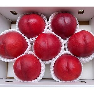 【一度食べたら忘れられない】溢れる果汁マンゴーネクタリン2025年8月上旬発送【配送不可地域：離島・北海道・沖縄県・中国・四国・九州】【1468761】