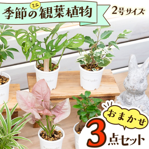 【お部屋にちょうどいい】観葉植物お試し3点セット｜【発送可能時期：4月上旬～7月末、9月上旬～11月末】専門店が選ぶ“はじめてのグリーン”【京都・京丹後】　植物 ガーデニング 癒し 自然 ふるさと納税 観葉植物 プレゼント 記念日 おしゃれ ふるさと納税 母の日