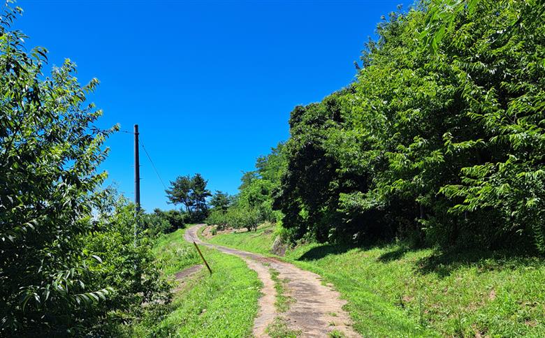 【先行予約】長野県産 サンプルーン 約1.8kg 〈2026年9月3日～25日出荷／ 北海道・沖縄・離島は配送不可＞信州 果物 スモモ 旬彩 期間限定 【 フルーツ 長野県 佐久市 】