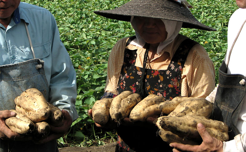 2767 芋焼酎 紙パック6本 『小鹿（芋）』 小鹿酒造　KN021-012-02