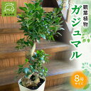 【ふるさと納税】観葉植物 8号 サイズ 南九州市産 ガジュマル 1鉢 縁起樹 鉢付き 鉢植え 育て方マニュアル 鹿児島県 南九州市 株式会社やさい農園 お取り寄せ 雑貨 シンプル インテリア 植物 グリーン 室内 緑のある暮らし 送料無料