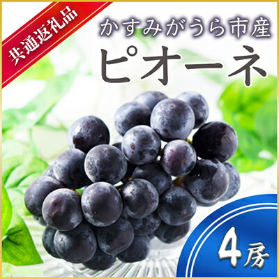 【ふるさと納税】【2025年7月より順次発送予定】ピオーネ　4房(県内共通返礼品:かすみがうら市産)【配送不可地域：離島・沖縄県】 (BR059)