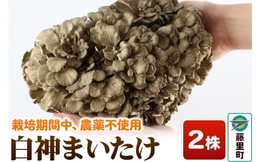 白神まいたけ 2株入 舞茸