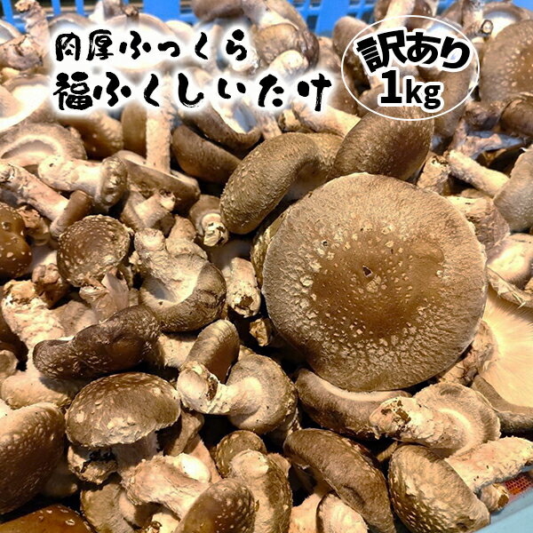 【ふるさと納税】訳あり 肉厚ふっくら 福ふくしいたけ 1kg