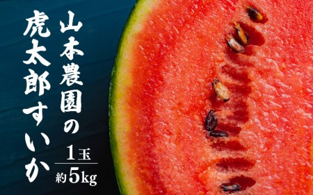 【先行予約】甘味が強い 虎太郎すいか 約5kg 1玉 数量限定 産地直送【果物 フルーツ】【2025年7月下旬より順次発送】 [e58-a001]