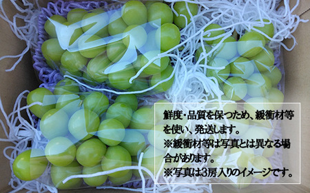 【数量限定】【2025年発送分 先行予約】シャインマスカット（５ｋｇ以上・８～１０房）　シャイン マスカット ぶどう ブドウ 葡萄 フルーツ 果物 くだもの 山梨 やまなし 富士川町