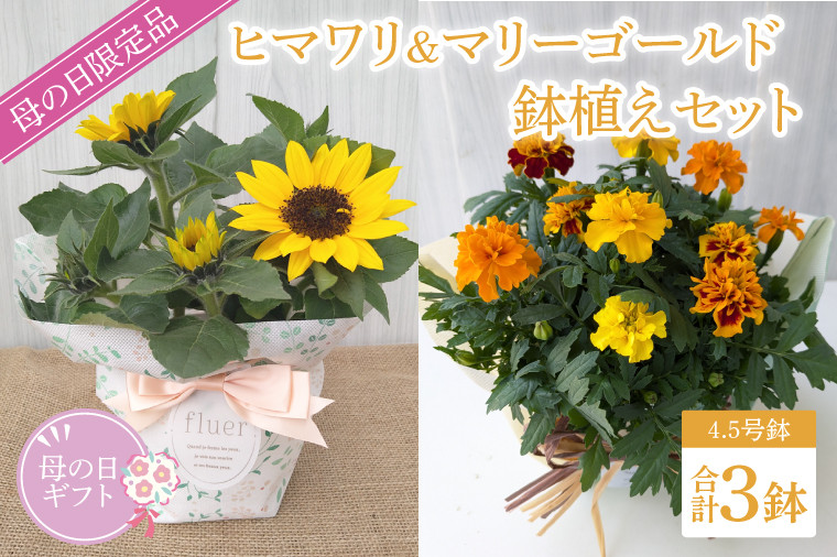 
            【母の日ギフト】【遅れてごめんね】ヒマワリとマリーゴールドの鉢植え　計3鉢入り｜ひまわり ヒマワリ マリーゴールド 花 お花 鉢植え 母の日 母の日ギフト ギフト 贈り物 プレゼント 茨城県 行方市(EH-27)
          