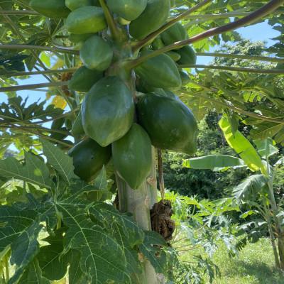 ふるさと納税 豊見城市 パパイヤ、パパイヤシリシリ詰め合わせセット |  | 01