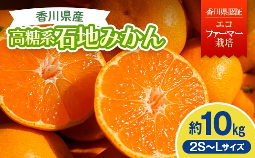 
                  2026年冬よりお届け 高糖度系石地みかん 約10kg 果物類 柑橘類 フルーツ ギフト ジュース 果肉 みかん果汁 甘い 10キロ FAH-0174
                