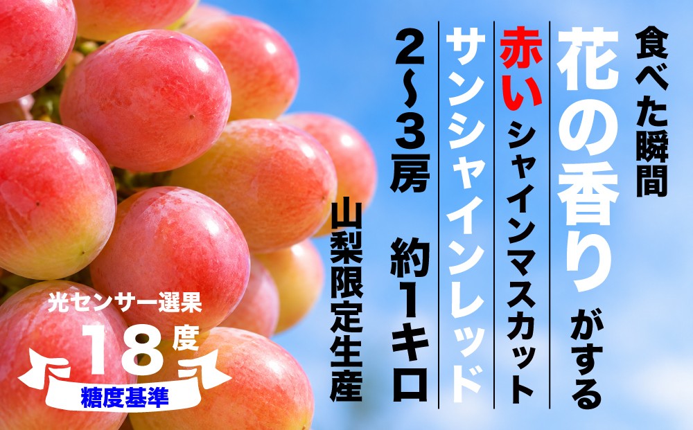 
                  2026年発送【糖度検査済】サンシャインレッド【約１kg】 赤いシャインマスカット/肥沃な大地と沢山の日光で育った扇状地のブドウ【バイパス清果園】山梨県 笛吹市 一宮 果物 フルーツ 新鮮 有機 国産 高級 美味しい 人気 おすすめ 贈答 ギフト 赤 葡萄 ぶどう ブドウ グレープ 令和8年 206-030
                