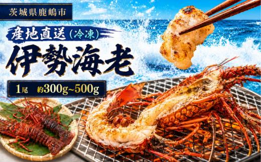 伊勢海老 300g～500g 1尾 20000円 冷凍 国産 天然 産地直送 国産 鹿島灘 鹿島灘産 厳選 伊勢エビ エビ 海老 イセエビ 海鮮 シーフード 海 贅の極み 加熱用 加熱 味噌汁 鍋 塩ゆで ぷりぷり 海の恵み グリル グラタン 濃厚 甘み 特別 荒波育ち ボイル 焼き物 バーベキュー 贈答 プレゼント 贈り物 お中元 ギフト 仲野水産 茨城県 鹿嶋市 茨城 鹿嶋