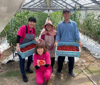 熊本県産 完熟ミニトマト「あまみ姫」770g | 野菜 やさい トマト とまと アイコ 人気  生産者直送 産地直送 熊本県 玉名市