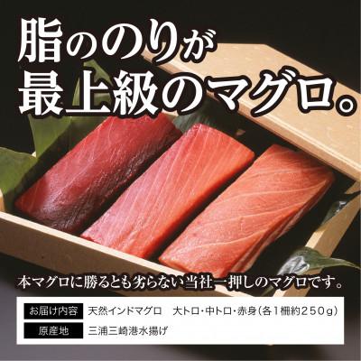 ふるさと納税 三浦市 三崎マグロ　鈴木水産　天然インドマグロ(大トロ・中トロ・赤身)セット |  | 02