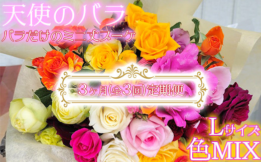 
                  【天使のバラ】全3回定期便 薔薇だけのミニ丈ブーケLサイズ（色MIX）＜141-821_6＞
                