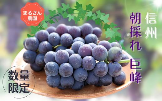
            【数量限定】まるさん農園の巨峰　約1ｋｇ　合計２～３房［MR-102］
          