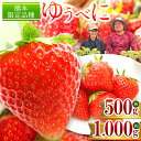 【ふるさと納税】いちご ゆうべに 約1000g （250g×4パック）or 約500g （250g×2パック） 発送時期が選べる 熊本県