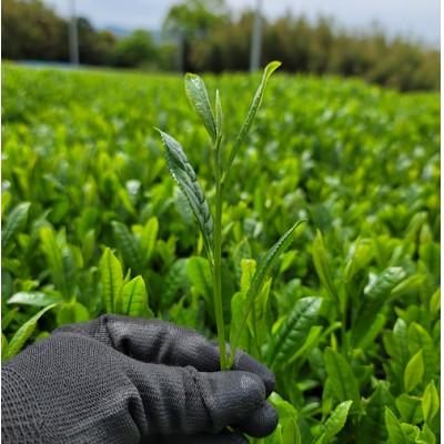 ふるさと納税 さつま町 オーガニック1番茶のみ!有機煎茶 さつま茶日和( 90g×6袋 ) |  | 03