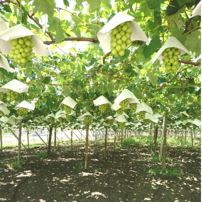 農園直送! シャインマスカット 約1.5kg(2～5房)【配送不可地域：離島・沖縄県】