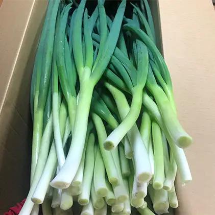 生産農家直送 京野菜・九条ねぎ3kg〈葱 野菜 京都 農家直送