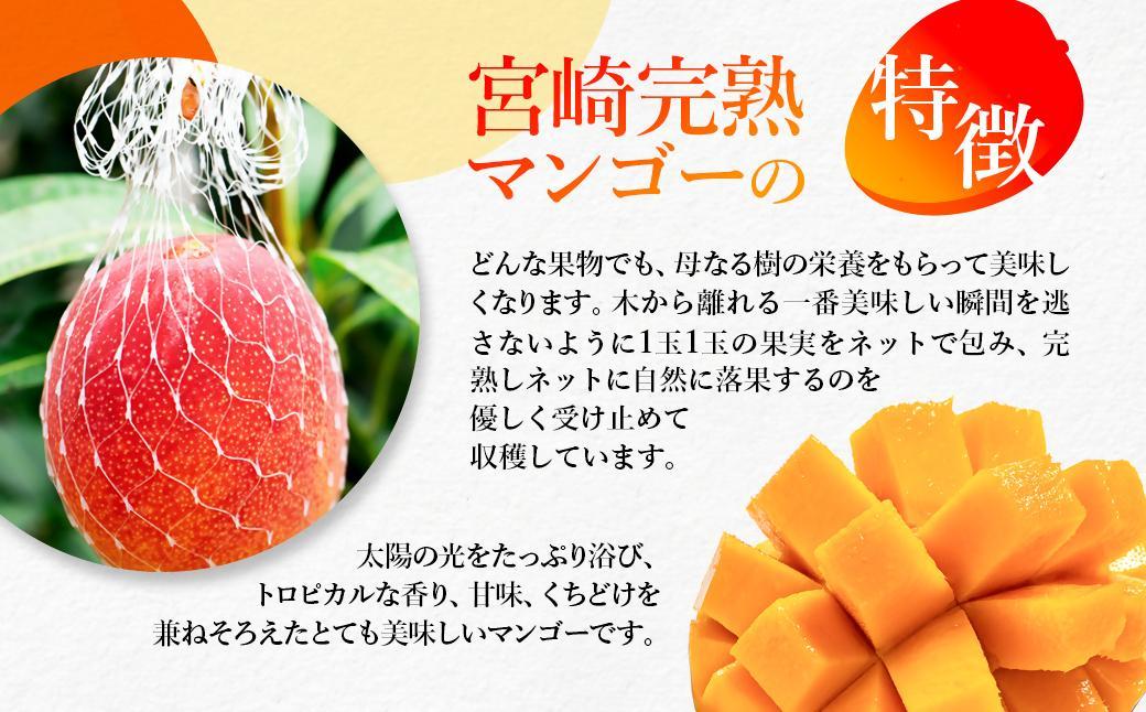 【父の日ギフト】2026年発送 西都市産完熟マンゴー 2L×2玉 糖度12度以上＜26-11a＞宮崎完熟マンゴー 果物 フルーツ 甘い