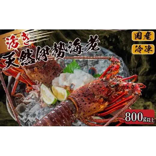 【 イセエビ 】 イセエビ800g以上