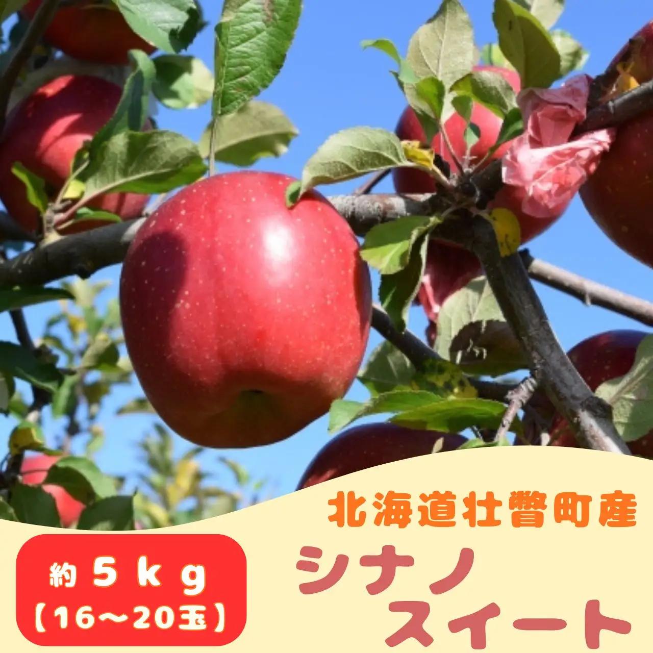 【先行予約】 シナノスイート 約5kg 2026年10月下旬頃～発送予定 SBTB013