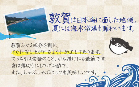 ＜先行予約＞【11月発送】 敦賀ふぐ 調理済セット 2尾分（約1200g）てっちりやしゃぶしゃぶなどに【海鮮 冷凍 鍋 なべ 唐揚げ 薄造り ふぐ鍋】[041-b001-11] 