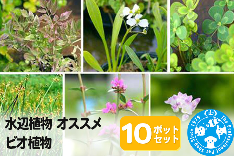 
水辺植物 オススメ ビオ植物×10ポット
