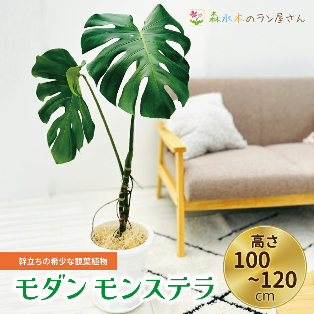 【ふるさと納税】 モダン モンステラ 幹立ちの希少な観葉植物 （高さ100～120cm） 幹立ちモンステラ 観葉植物 ギフト 大型モンステラ モンステラ プレゼント おしゃれ 開店祝い 新築祝い スタイリッシュ インテリア 希少 植物 森水木のラン屋さん 宮川洋蘭