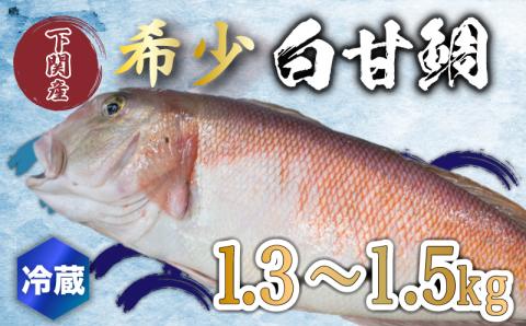 【超高級魚】 白甘鯛 1.3～1.5kg 冷蔵 直送