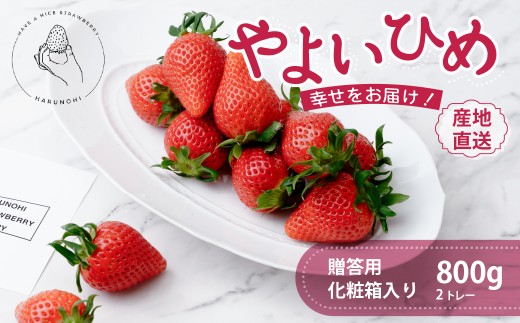 大粒完熟　群馬県産いちご「やよいひめ」400g×2 計800g｜朝採れ やみつき高品質 たっぷり 贈答用 新鮮 完熟 いちご 旬 苺 ストロベリー 高級 産地直送 果汁 甘い あまい 人気 高評価 高糖度 ごほうび プレゼント ハルノヒ 群馬県 前橋市