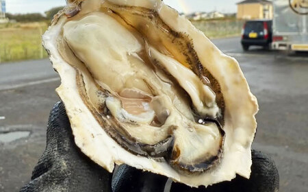 【2026年1月中旬より順次発送】 豊前海 一粒かき 約5kg 吉富町/南水産[BGBD003]