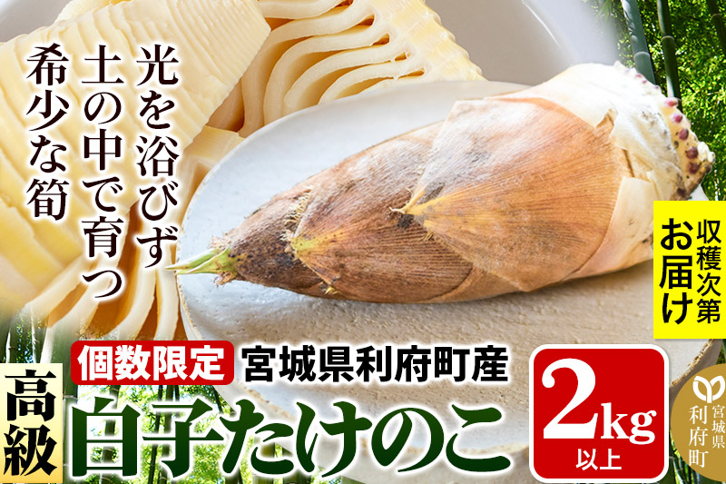 宮城県利府町産 採れたて 高級白子たけのこ 皮付き2kg以上（2〜6本）筍 タケノコ 野菜 国産 新鮮 旬|06_ods-010201