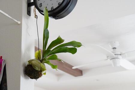 コウモリラン（ビカクシダ） 苔玉 インテリア 緑 グリーン 植物 簡単 初心者 かわいい 自然 おしゃれ 送料無料 Green Walk グリーンウォーク 愛知県 豊橋市