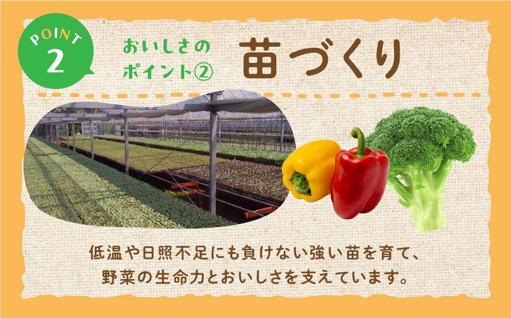 白カリフローレ 2本 豊橋 国産 ミネラルたっぷり 海風そだち 潮風 家族で 豊橋 ともちゃんのやさい 直売所で大人気！ 愛知県 豊橋市 安心野菜 カリフラワー カリフローレ 花野菜