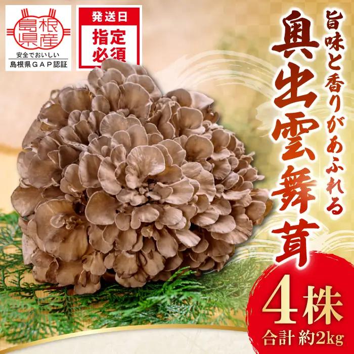 旨味と香りがあふれる奥出雲舞茸4株【舞茸 まいたけ きのこ 野菜 丸ごと 4株 約2kg 国産 無農薬 安全 安心 食物繊維 健康 産地直送 プレゼント ギフト 贈り物】