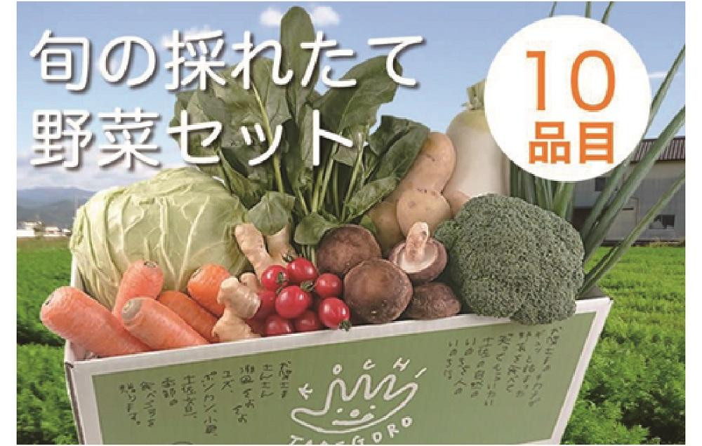 
旬の採れたて新鮮野菜セット10品目「新鮮だから美味しい！」
