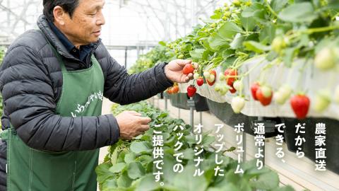数量限定 農家直送 ♪ 八千代町産 いちご ボリュームパック （ 4パック 計約 1400g ） 人気 [AJ002ya]