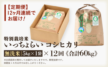 【令和5年産】《定期便12回》特別栽培米 いっちょらい 無洗米 5kg（計60kg）／ 福井県産 ブランド米 コシヒカリ ご飯 白米 新鮮 大賞 受賞