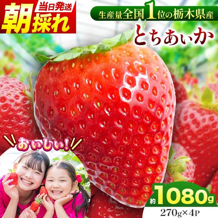 【先行予約】那珂川町産とちあいか 270ｇ×4Ｐ | 2026年 2027年 先行予約 苺 イチゴ 大粒 甘い 贈答用 数量限定 果物 フルーツデザート 人気 贅沢 たっぷり 大容量 朝採れ当日発送 栃木県 那珂川町 送料無料