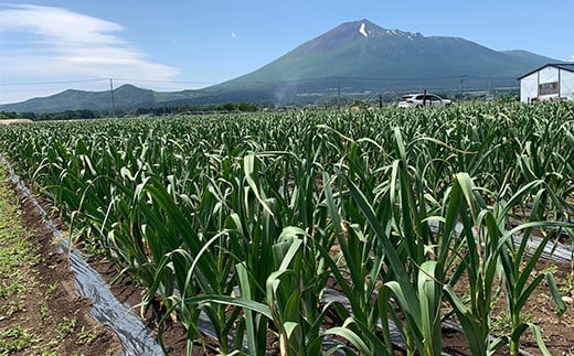 岩手山の見えるにんにく畑