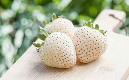 【先行予約】粒々いちご18粒　とちおとめと白いちご【茨城県共通返礼品 かすみがうら市】 No.357