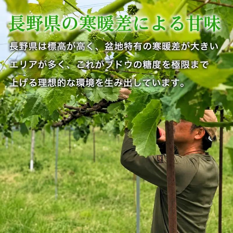 【2026年産】 シャインマスカット 3kg ぶどう 葡萄 ブドウ マスカット 果物 くだもの フルーツ デザート 旬の果物 旬のフルーツ 長野